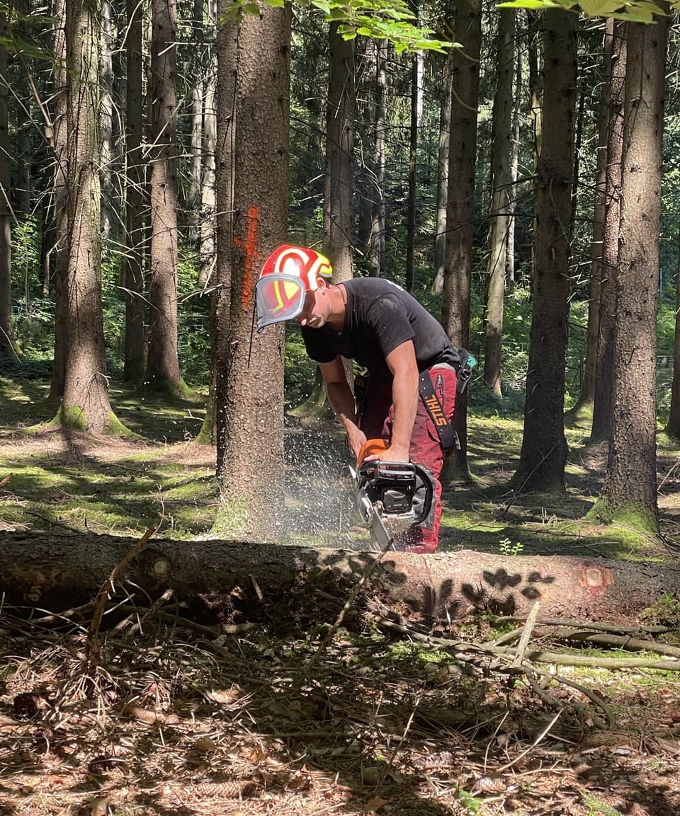 Waldarbeiter faellt Baum mit Kettensaege – Forstservice-Krammer